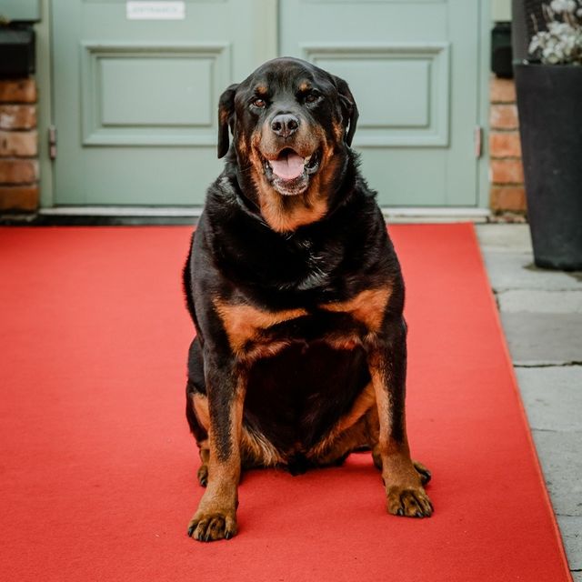 How handsome does Cooper look on our red carpet?! 😍

Thank you very much Jessica & Jayme for sharing your lovely photos and kind words ❤

"We just wanted to send a quick email to say a big thank-you to everyone at Orange Tree House! 22nd October 2022 is a day that we will never forget and a huge part of that is every member of staff that works within your beautiful venue. From the minute we arrived to the minute we left nothing seemed like hassle. Every single member of staff showed so much kindness to every guest, including our doggo, Cooper! 

Dinner was incredible and the food was served piping hot. We were asked by multiple guests if Orange Tree House was open to bring some of their family out for dinner - which I think says everything about how nice the food was! 

Michael was on the ball all day, with no request being too big or small. One of the highlights coming to get me because there were puppies outside.

Thank-you all, we couldn't recommend your beautiful venue enough!!

Love

Mr & Mrs Hill"

📷 @jakesamuels